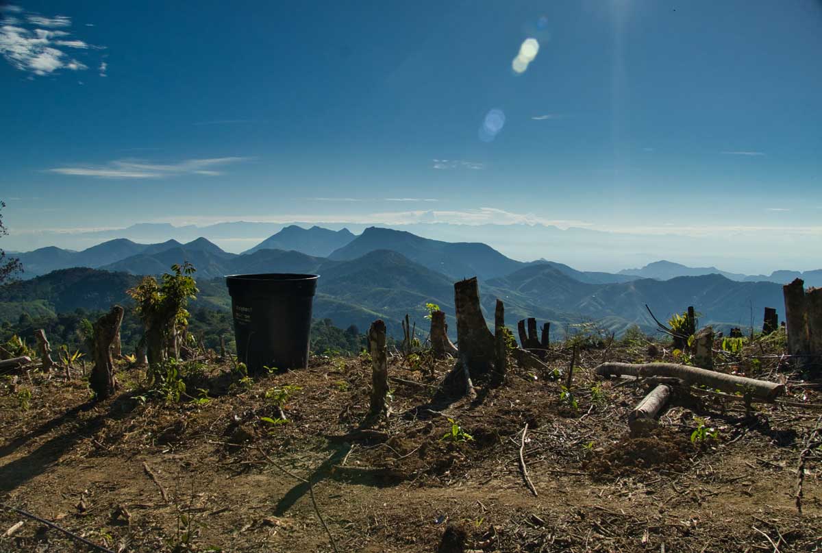 Deforestacion sierra nevada